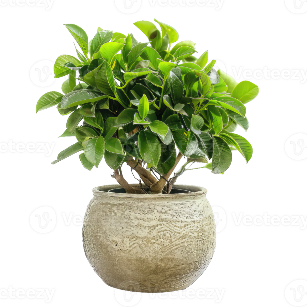 Potted Green Plant With Transparent Background, Floral Decor png