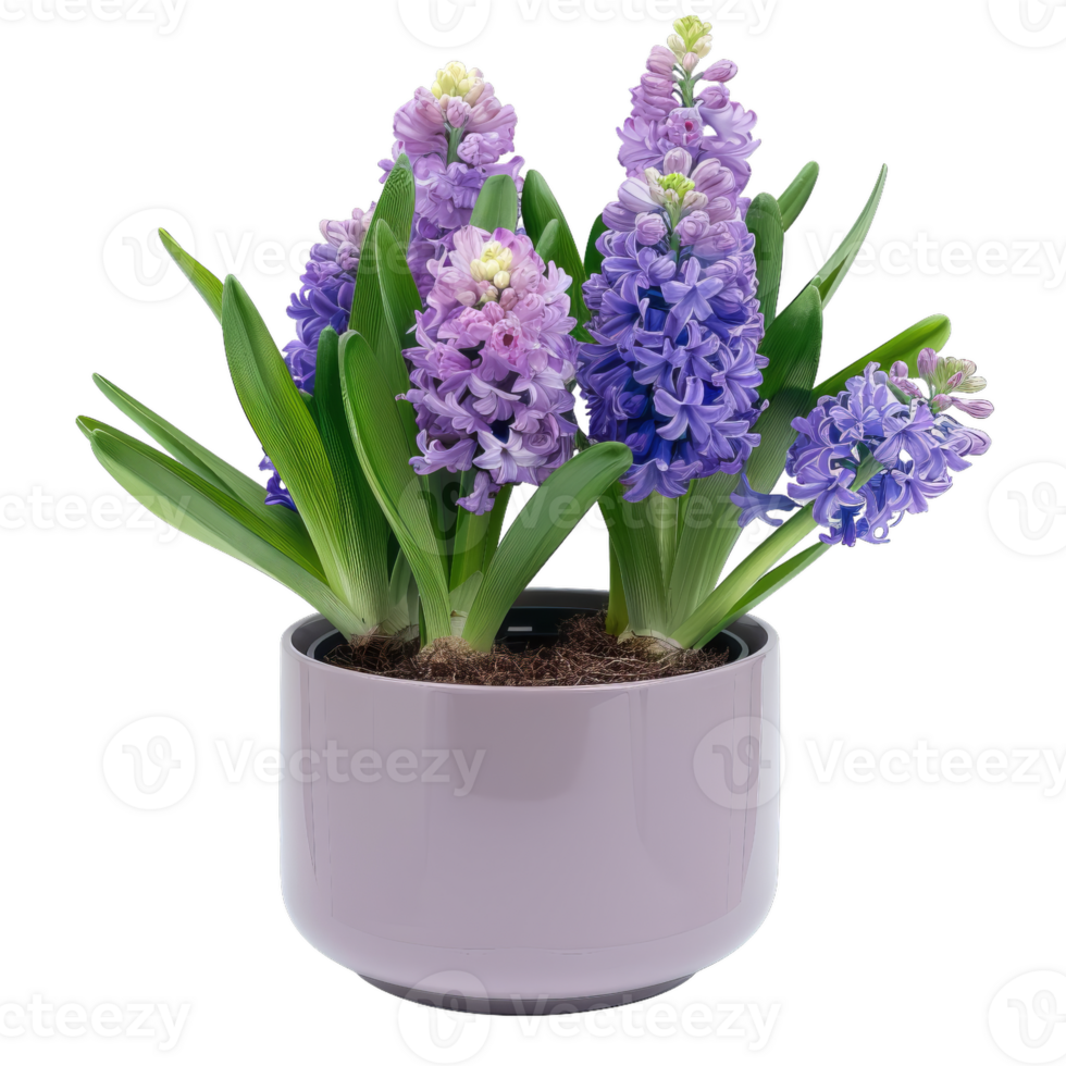 Hyacinth Flowers In Pot, Floral Arrangement, Springtime png