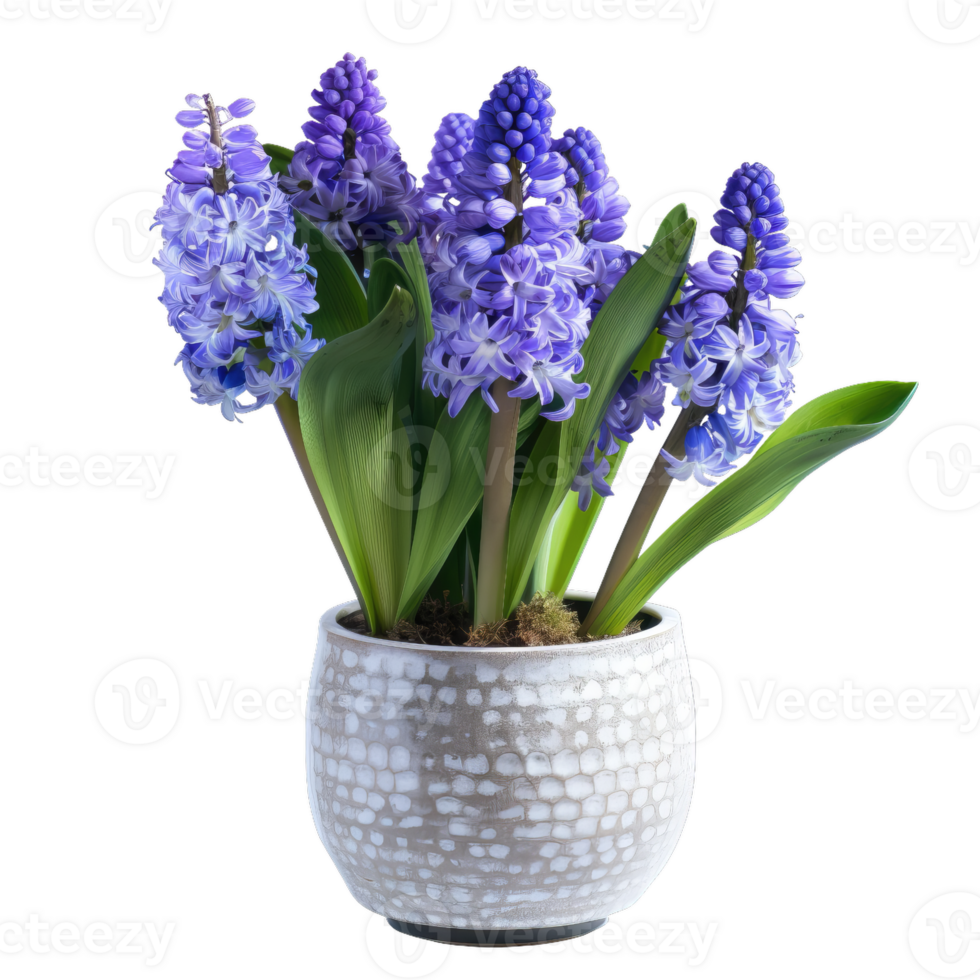 Blue Hyacinth Flowers In Ceramic Pot, Spring Bloom png