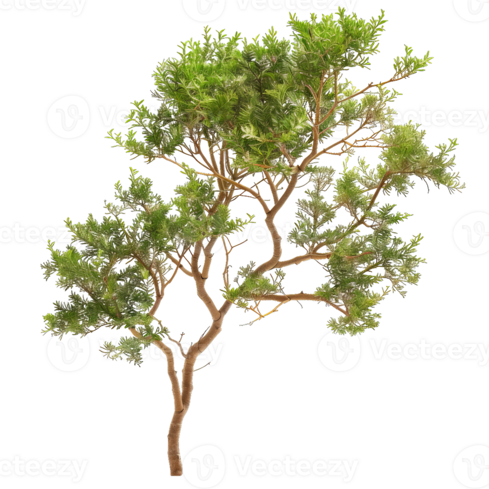 Green Foliage Tree On Transparent Background For Landscape Design Visualizations png