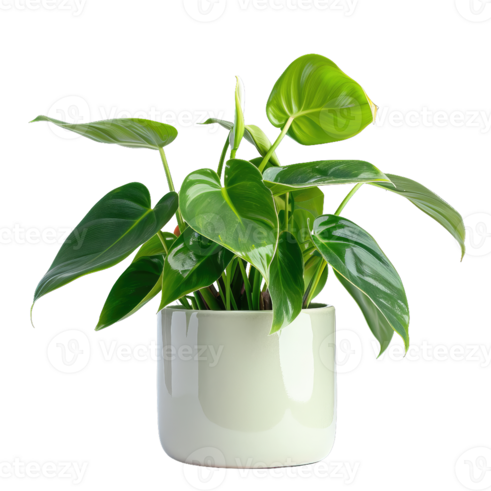 Potted Philodendron Plant, Green Leaves, Indoor Gardening png