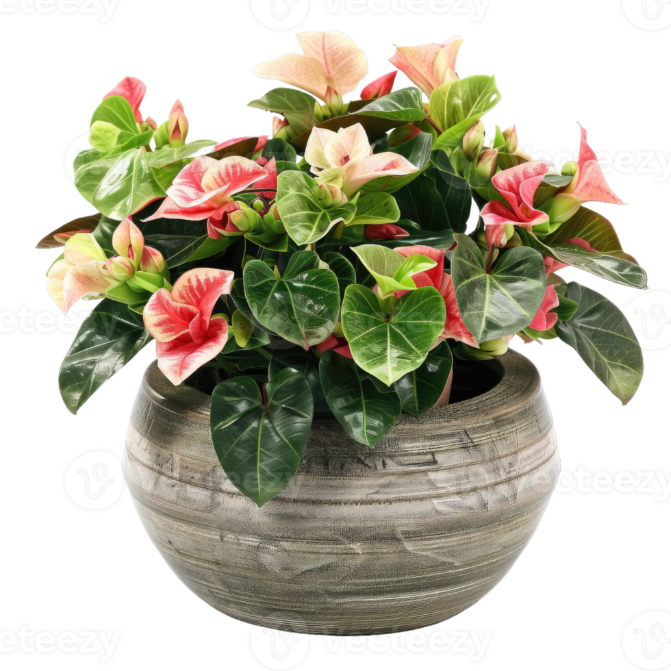 Elegant Anthurium Plant In Pot, Close Up png