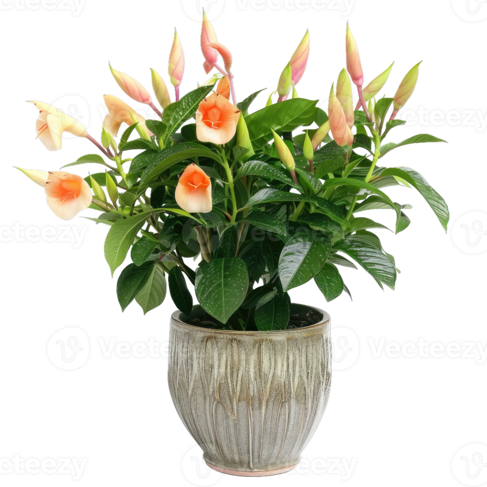 Elegant Goldfish Plant With Orange Blooms In Pot png
