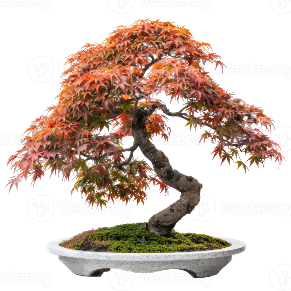 Bonsai Tree With Red Leaves, Japanese Art, Miniature Plant png