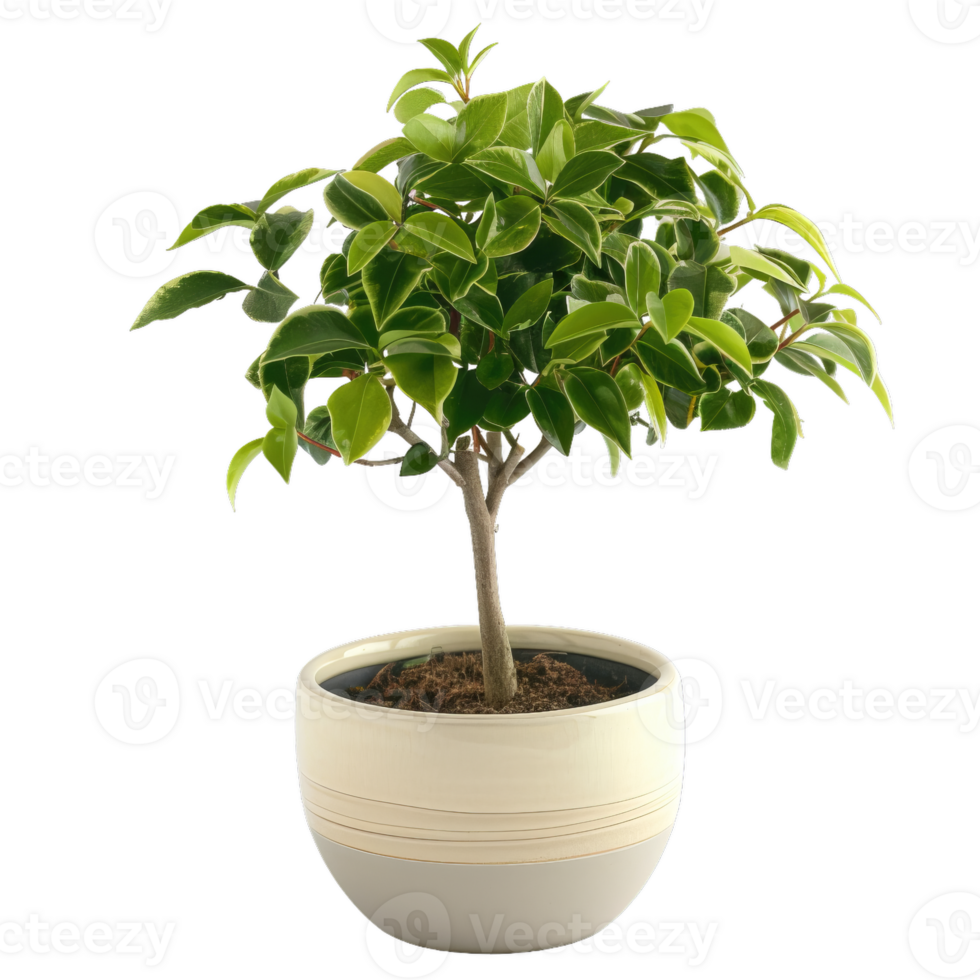 Variegated Camellia Japonica Bonsai In Pot, Home Decor png