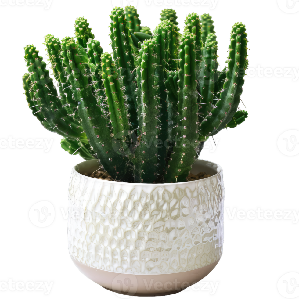 Green Fairy Castle Cactus In Decorative Pot, Isolated png