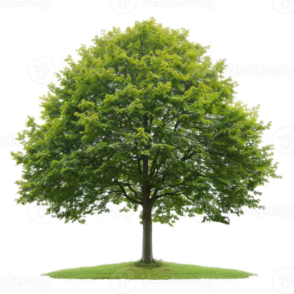 Green Tree With Leaves Isolated On Transparent Background png