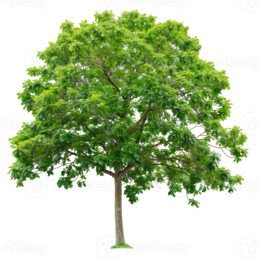 Lush Green Tree With Rounded Crown For Design Projects png