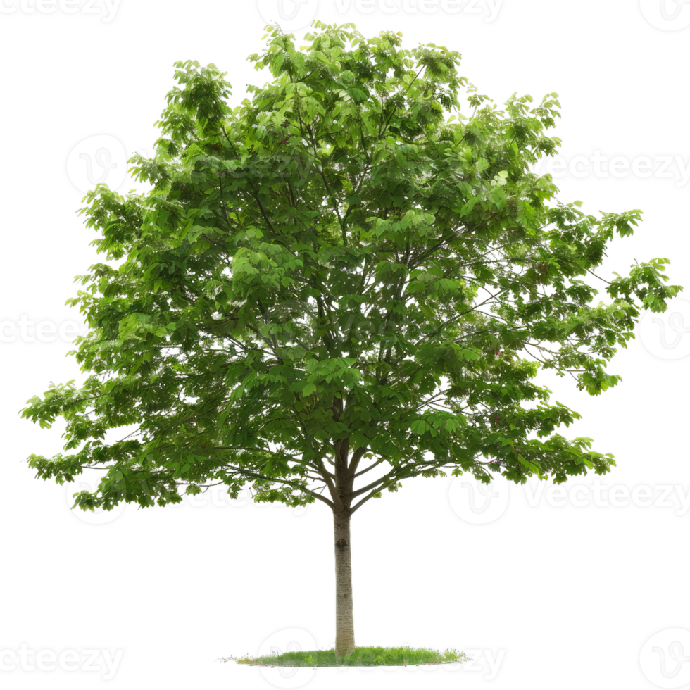Deciduous Green Tree With Transparent Background png