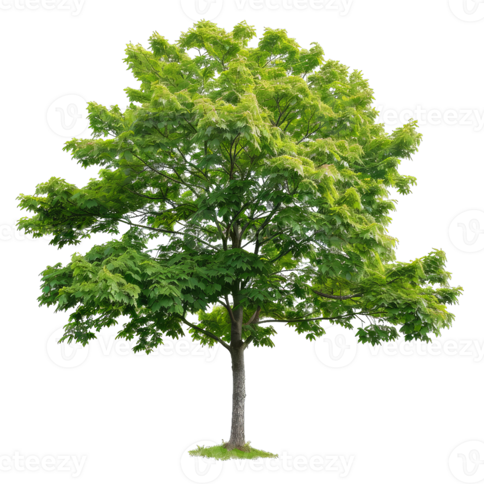 Lush Green Tree Isolated For Creative Design Work png