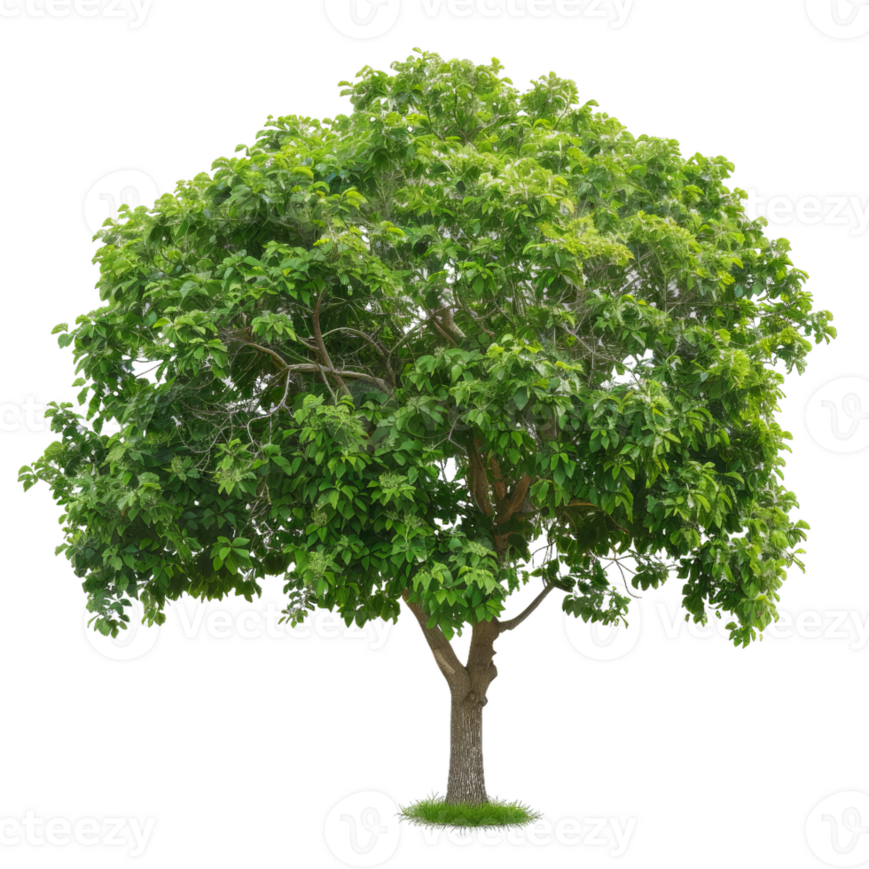Mature Tree With Lush Green Canopy, Isolated Image png
