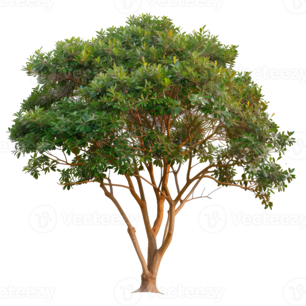 Full Tree With Green Leaves, Branches And Trunk png