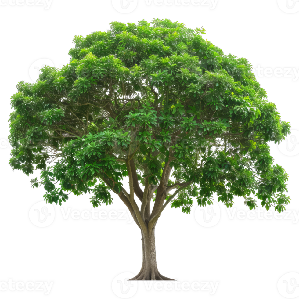 Green Tree Isolated, Lush Foliage, Natural Element png