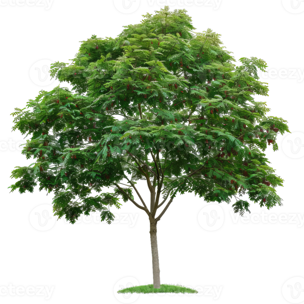 Green Tree With Berries, Lush Foliage, And Natural Aesthetics For Design Elements png