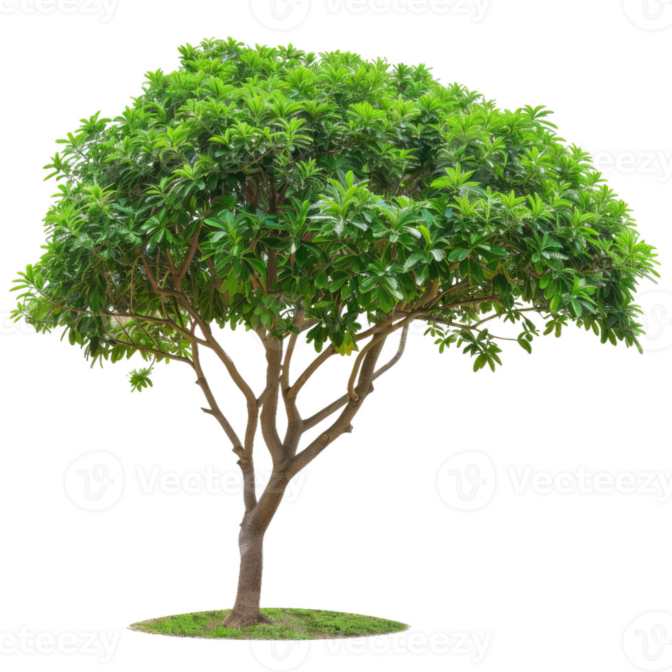 Isolated Green Tree With Lush Foliage, Tropical Environment png