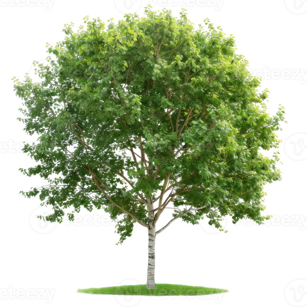 Isolated Birch Tree With Green Leaves For Decor png