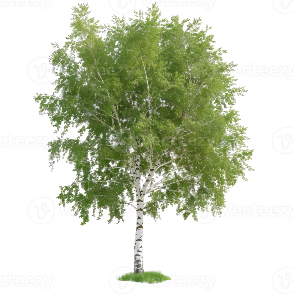 Beautiful Birch Tree With Green Leaves - Nature Element png