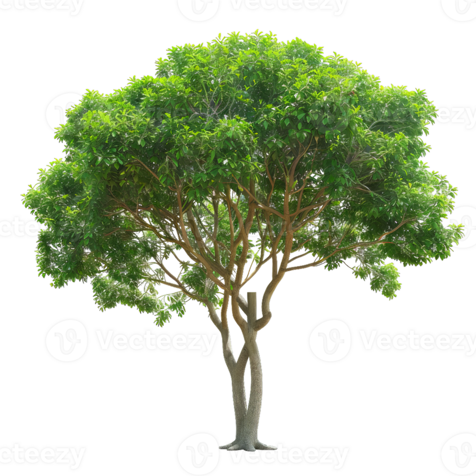 Tree With Green Foliage On A Transparent Background png