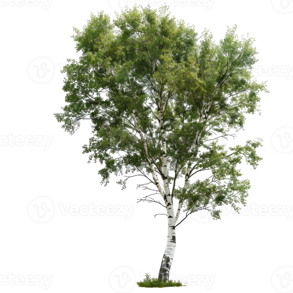 Silver Birch Tree Isolated With Fresh Green Leaves png