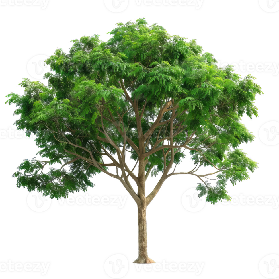 Detailed Green Tree With Foliage, Transparent png