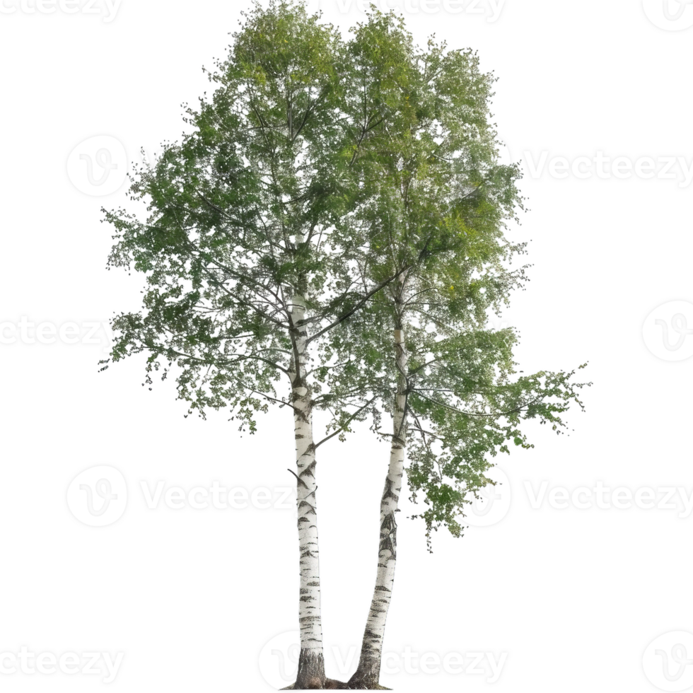 Birch Tree With Green Leaves - Forest Tree, Isolated Element png