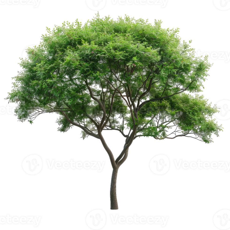Lush Tree With Green Foliage And Intricate Branch Structure png
