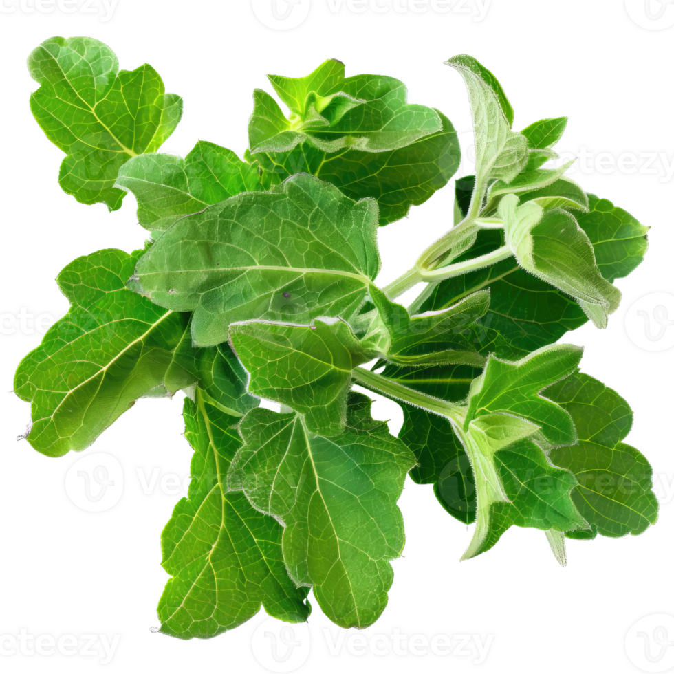 Green Plant Sprig - Fresh Leafs And Fluffy Texture For Natural Designs png