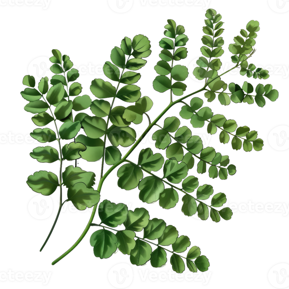 Green Leaves Branch Isolated, Botanical Illustration, Detailed Foliage png