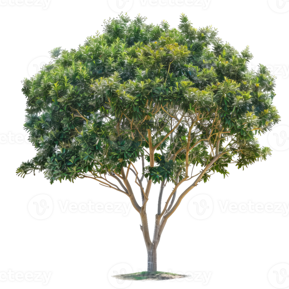Lush Green Tree With Dense Foliage And Branching Structure png