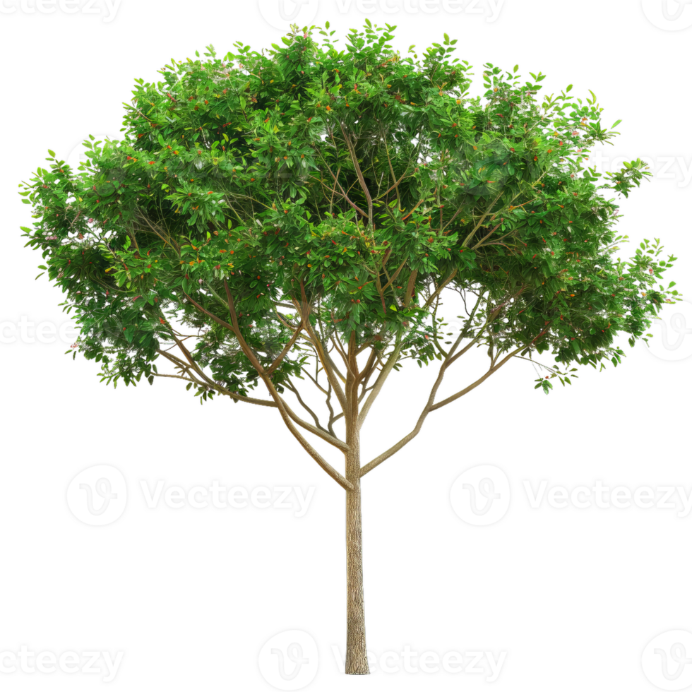 Realistic Tree With Green Leaves And Small Fruits png