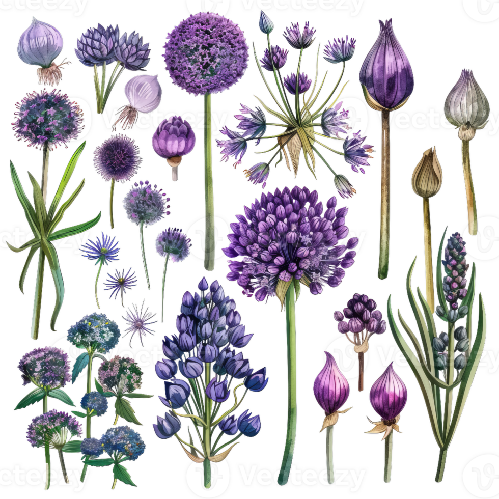 Allium Flower Collection, Botanical Illustration Elements png