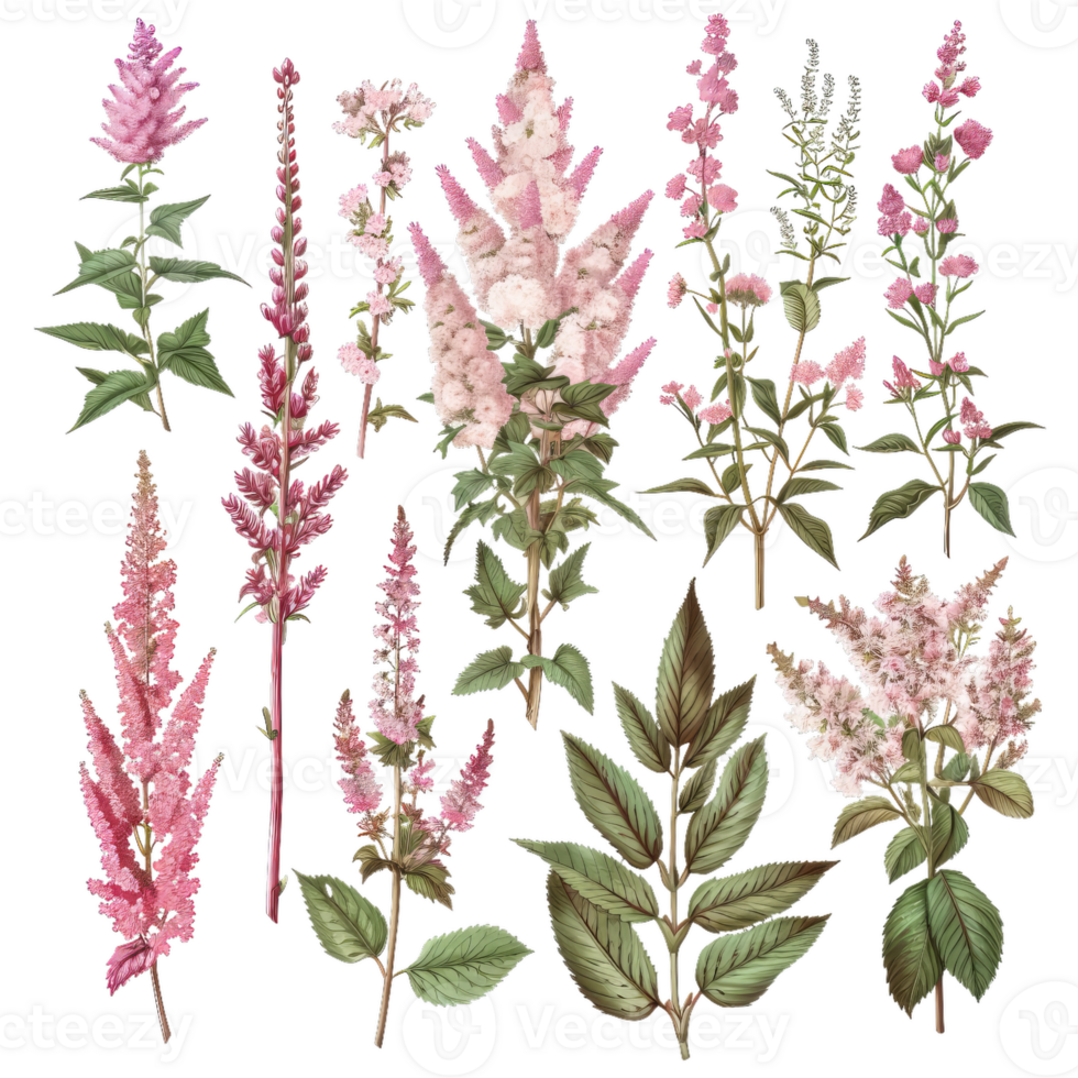 Botanical Illustration Of Pink Astilbe Flowers And Green Leaves, Vintage Floral Design png