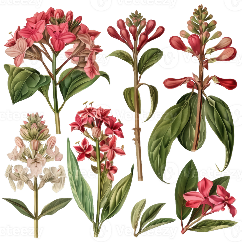 Vintage Bouquet Of Ixora Coccinea Flowers Botanical Illustration png
