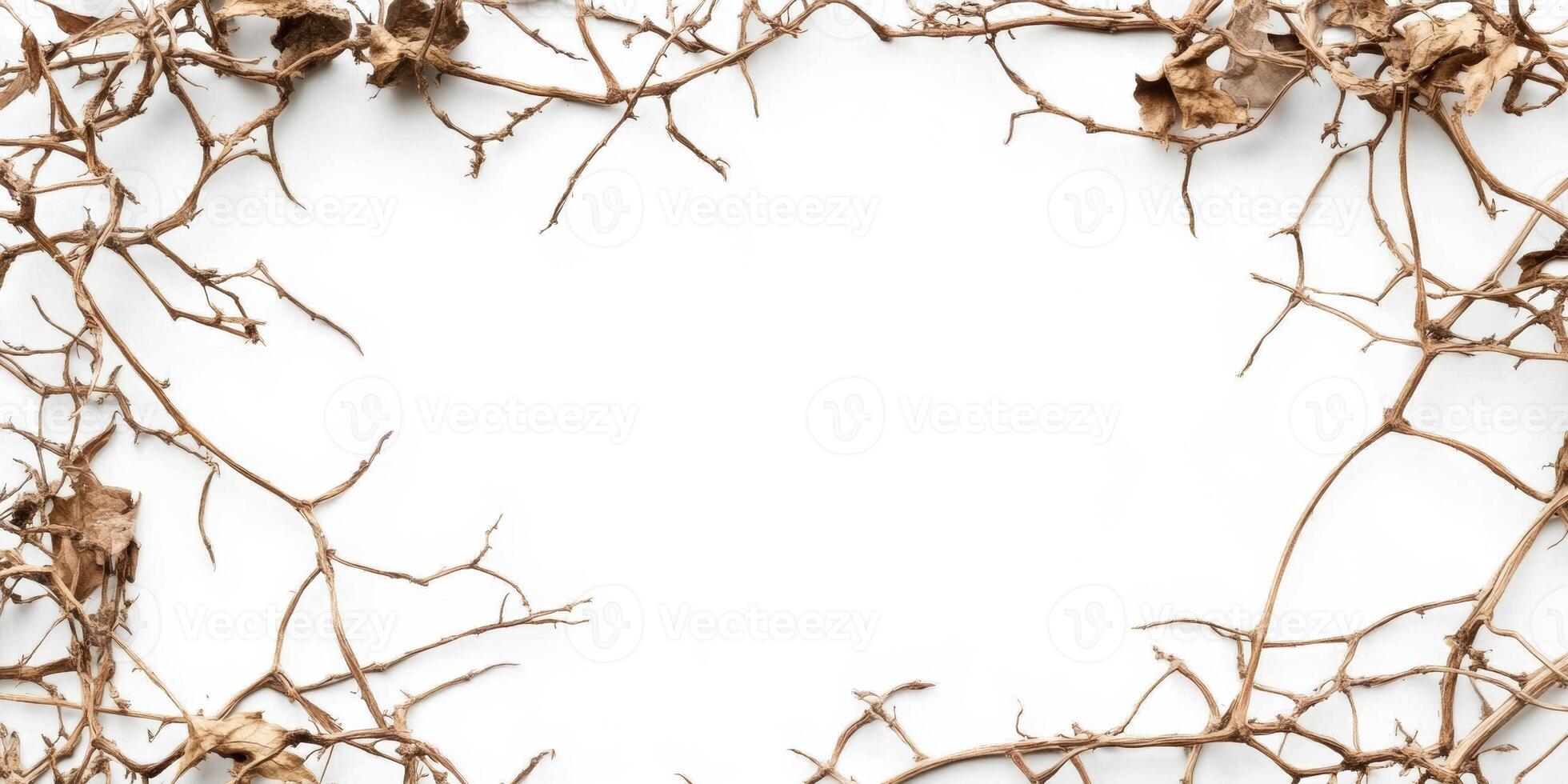 Dry vines creating a natural frame against a white background for design and decor ideas photo