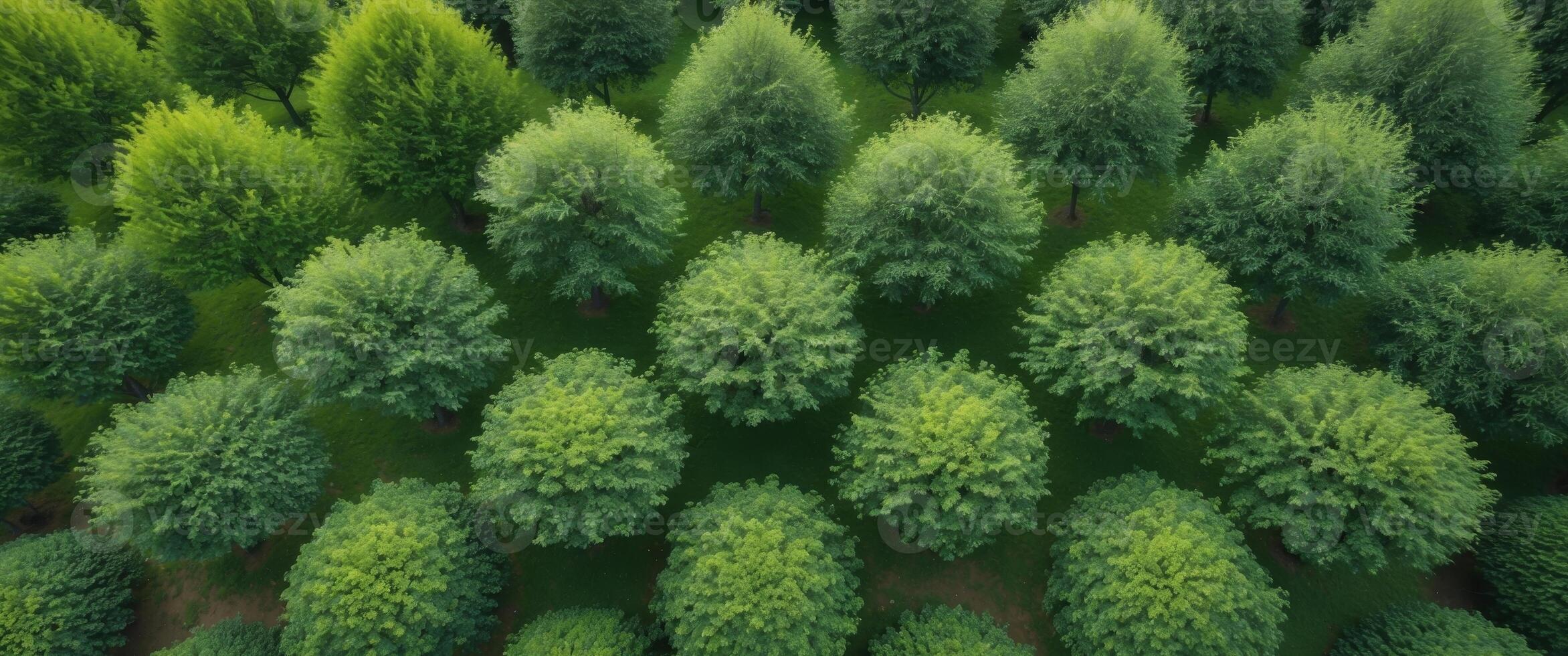 Symmetrical Rows of Lush Green Trees Viewed from Above, Creating a Woodland Pattern. photo