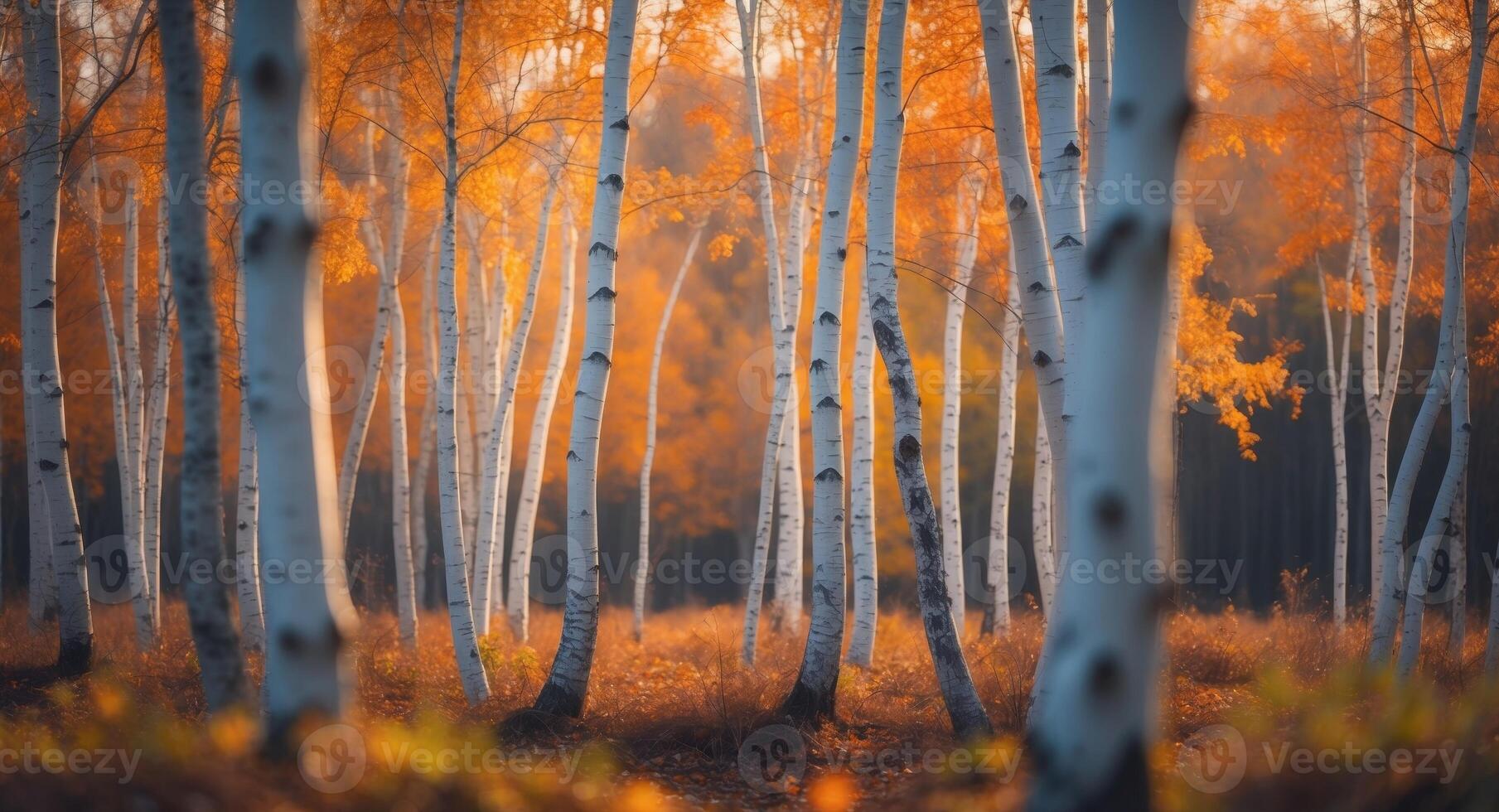 Golden Autumn. Serene Birch Tree Forest with Warm Light and Fallen Leaves. photo