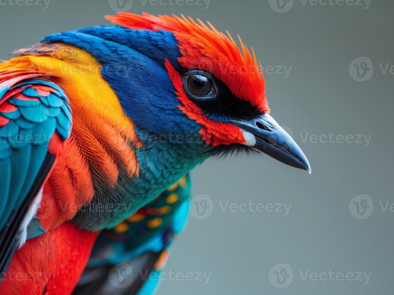A colorful bird with bright red, blue and green feathers photo