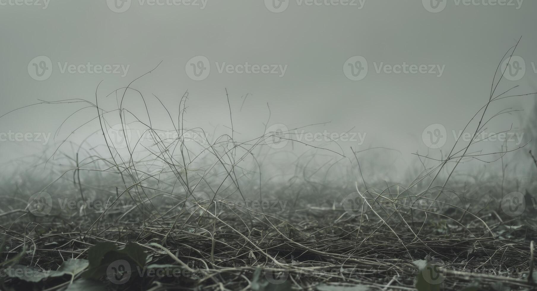 A field of grass and weeds in the fog photo
