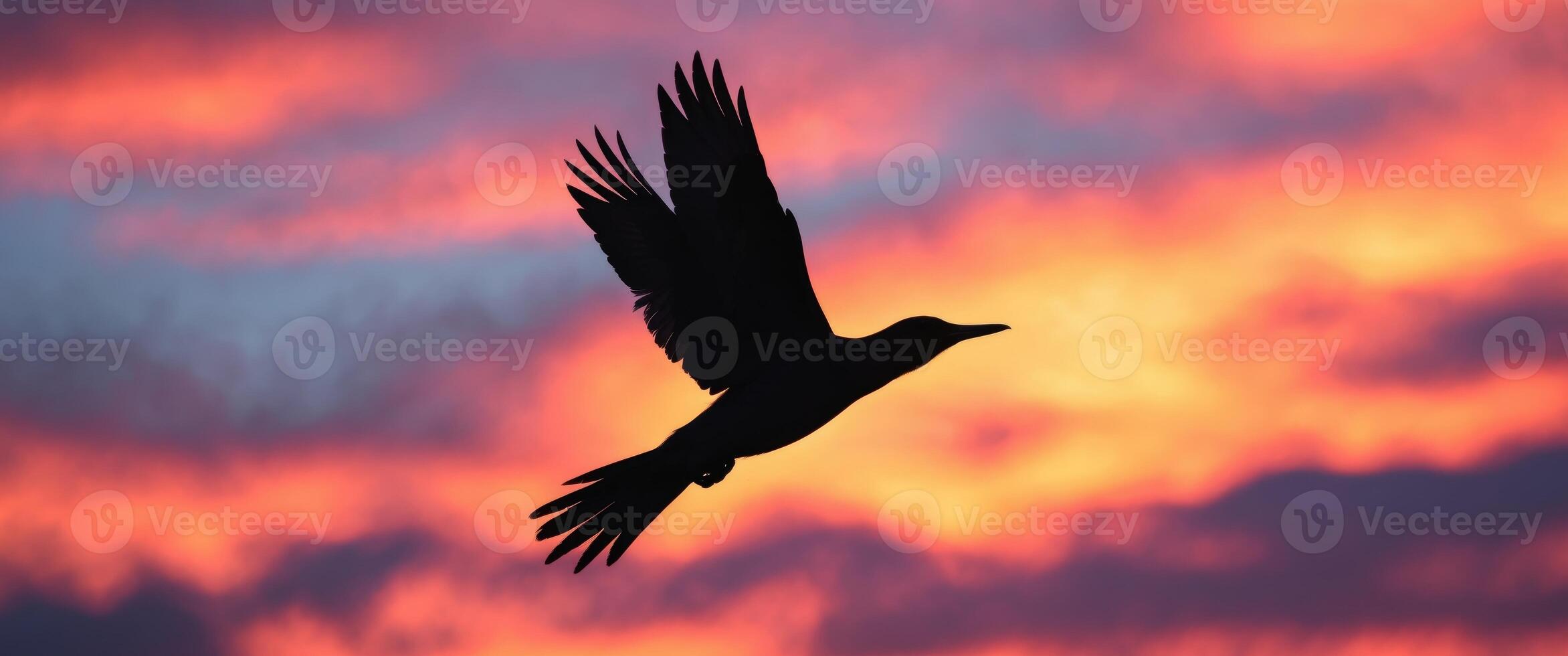 A bird flying in the sky with a colorful sunset photo