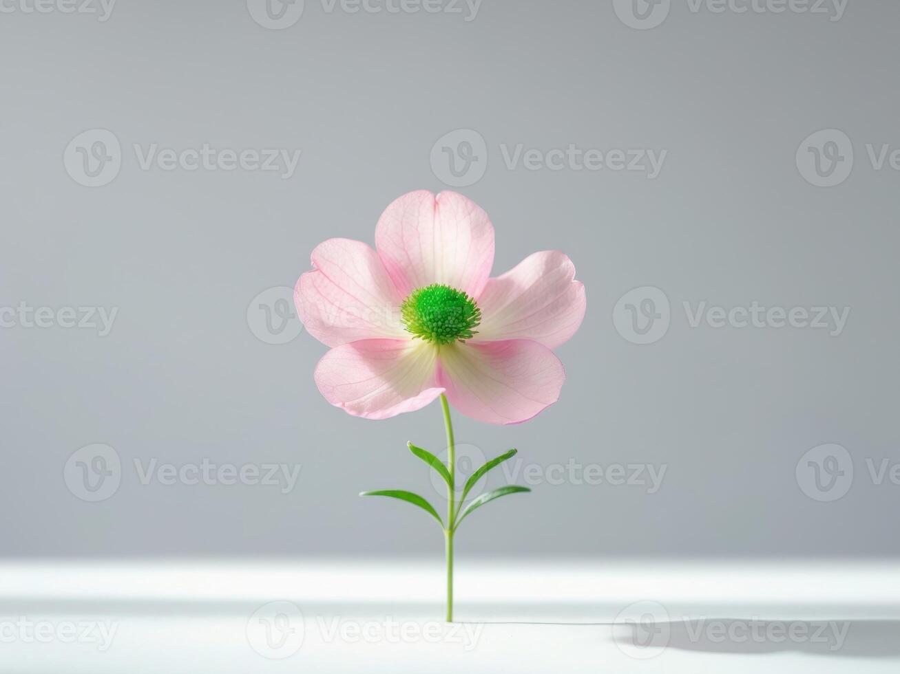 Elegant Pink Flower with Green Center on Minimalist White Background, a Studio Shot photo
