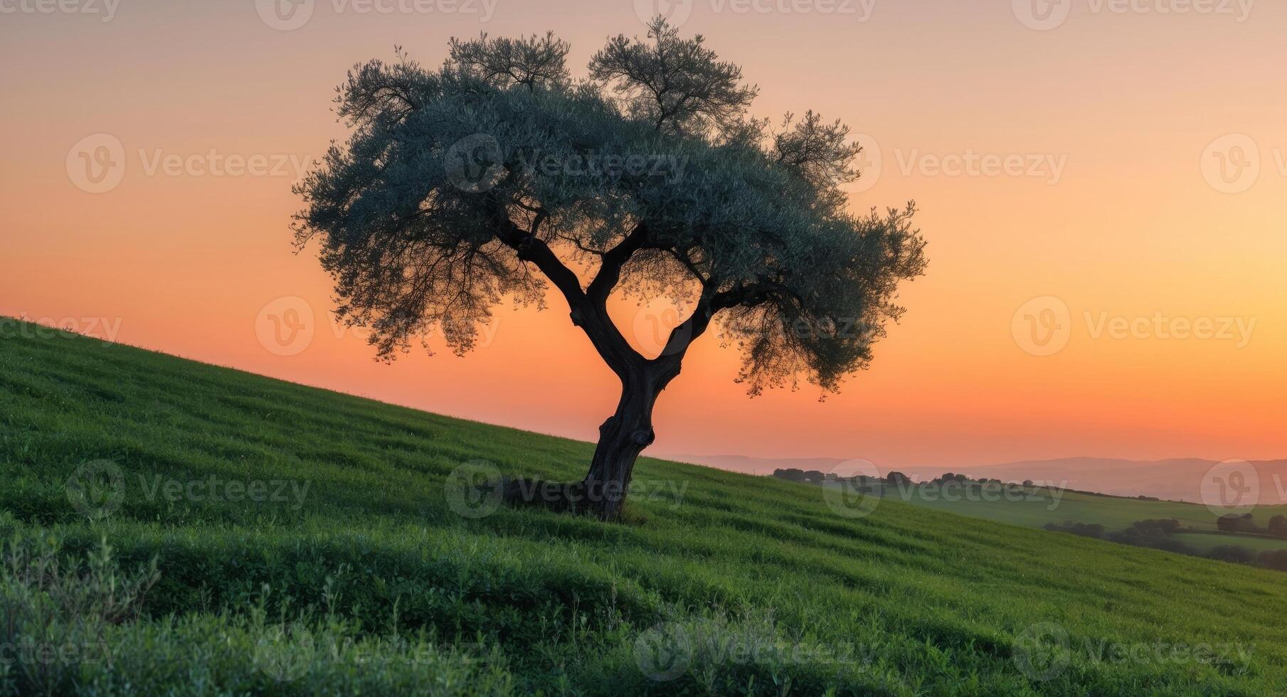 Lone Tree Standing Proudly on a Hillside at Sunset, a Captivating Tuscany Landscape. photo