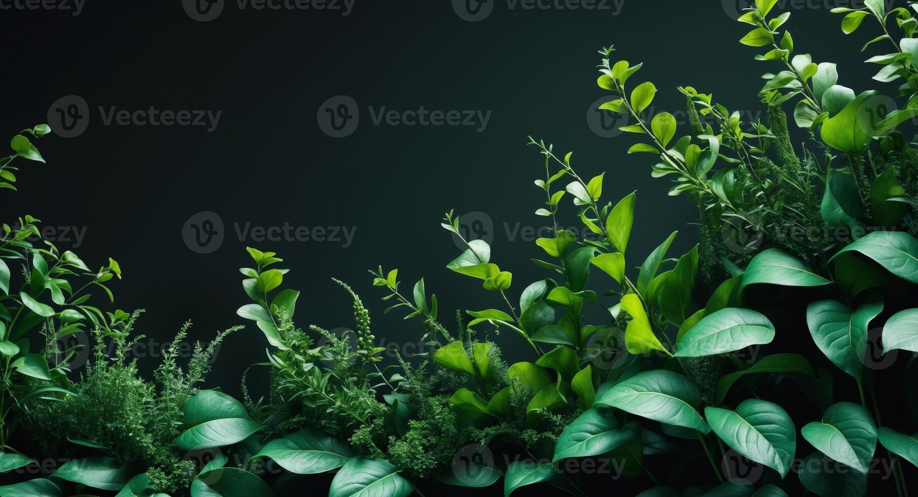 Lush Greenery Against Dark Backdrop, a Symphony of Botanical Beauty in Natural Light. photo
