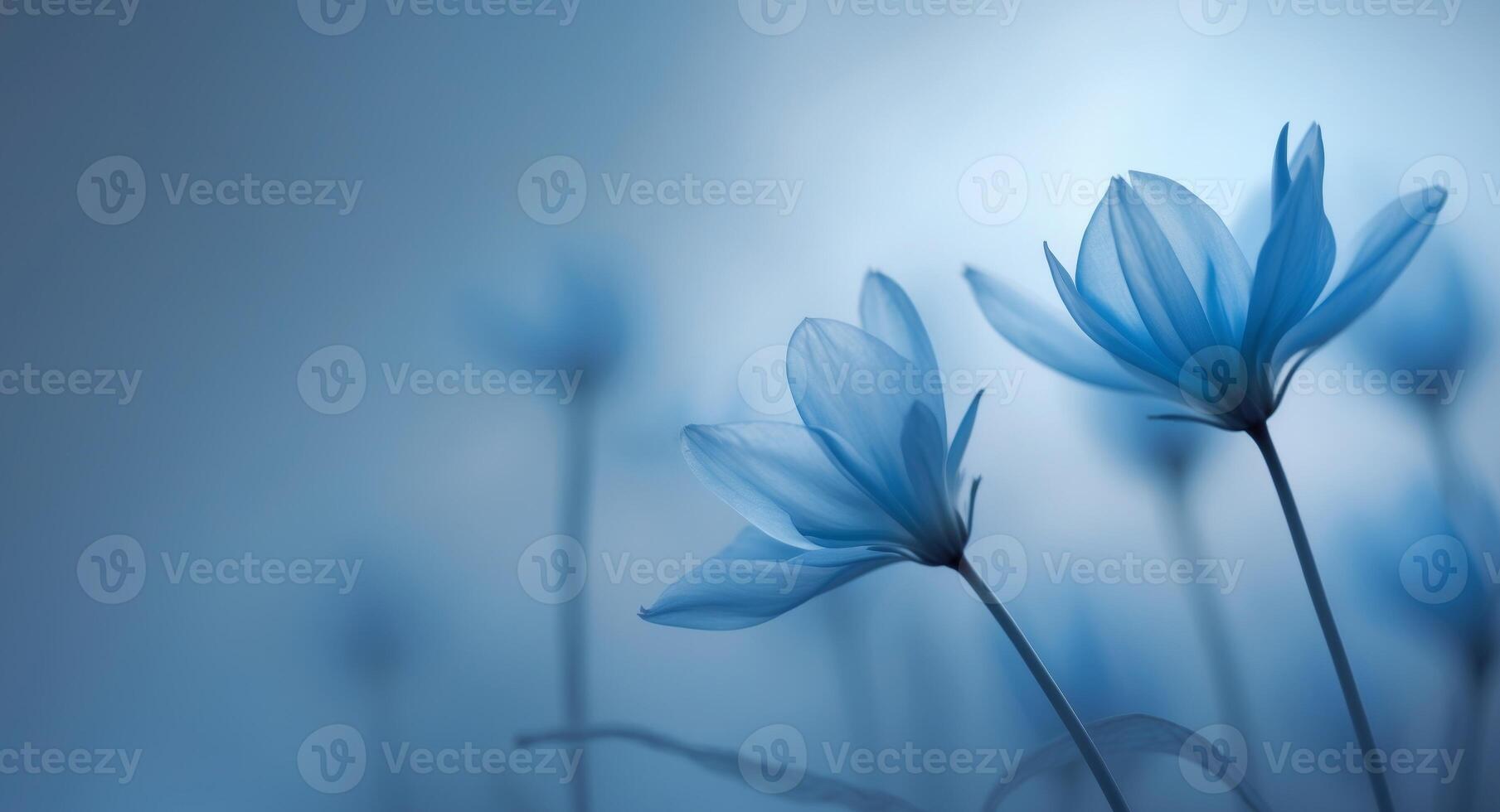 Delicate Blue Flowers in Soft Light, A Serene and Tranquil Floral Composition. photo