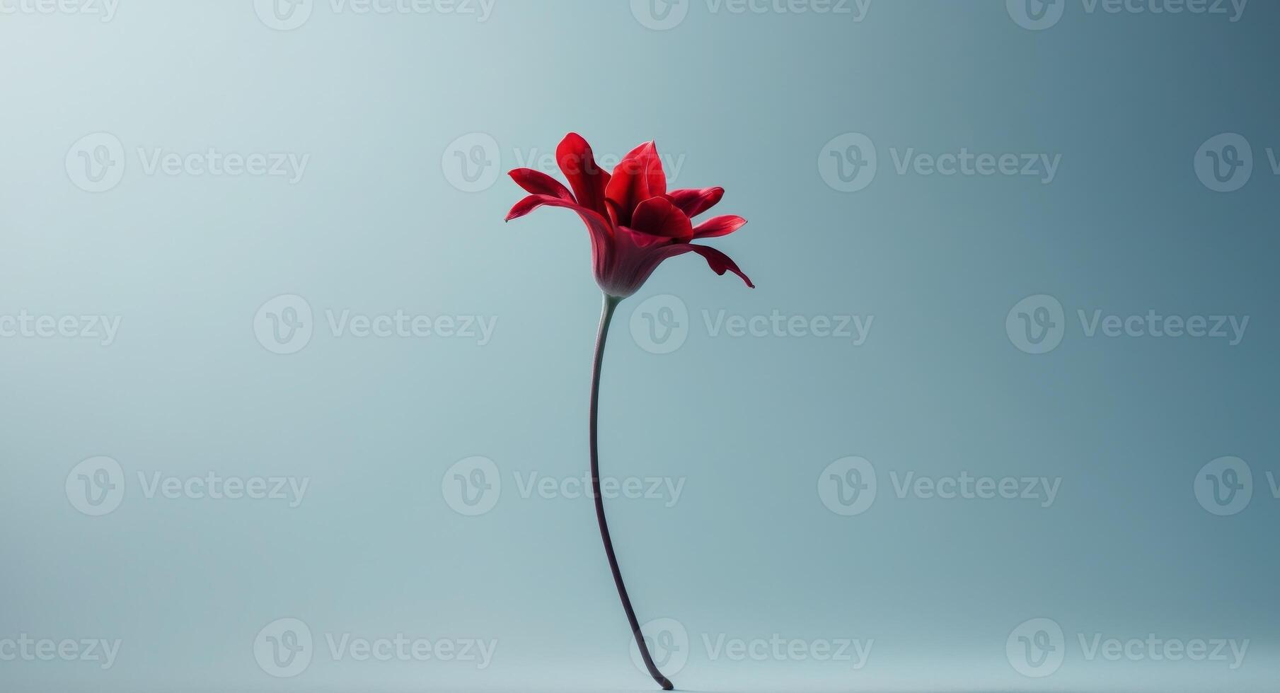 A single red flower is standing on a stem photo
