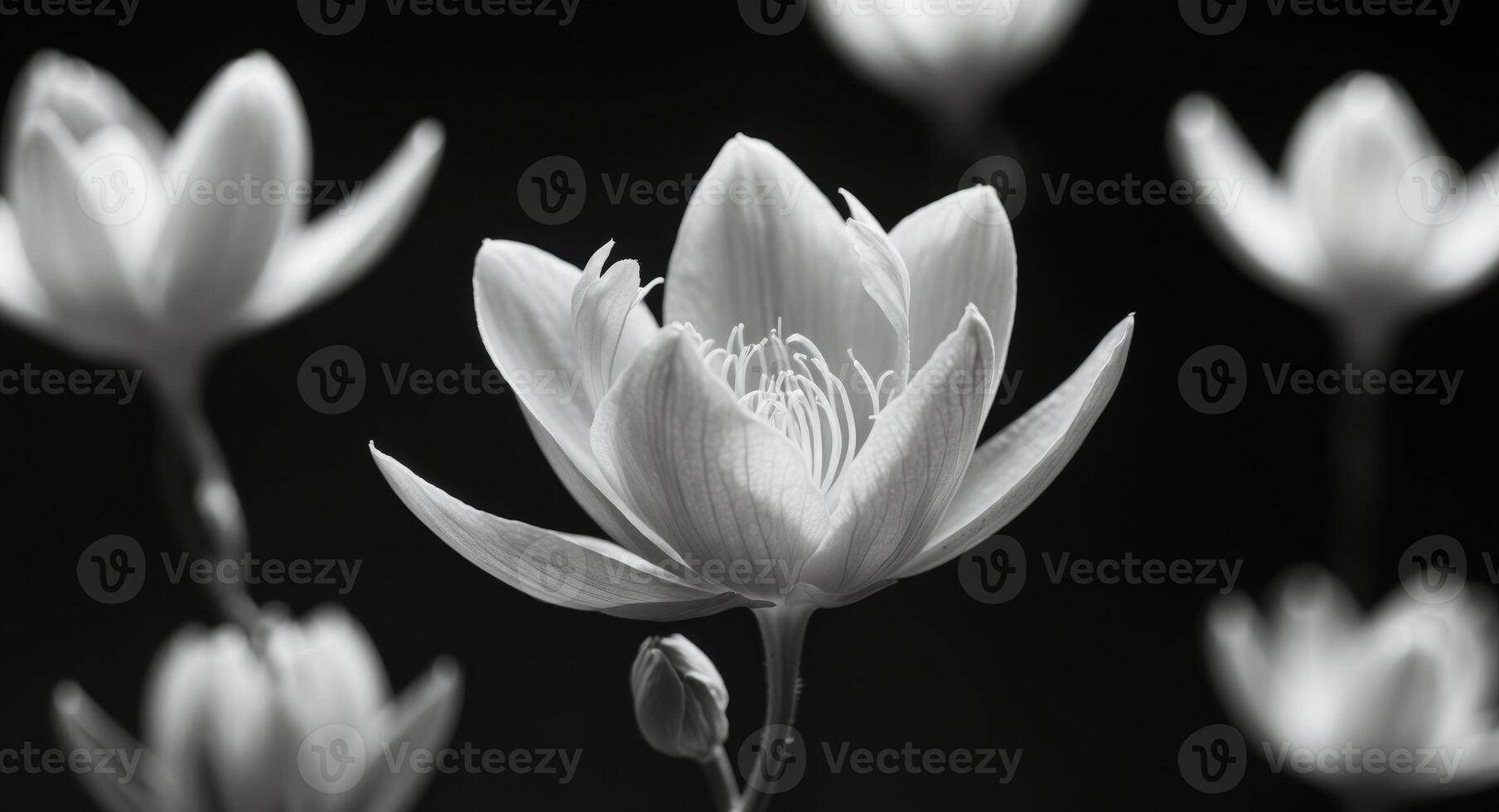 Black and white photograph of lotus flowers photo