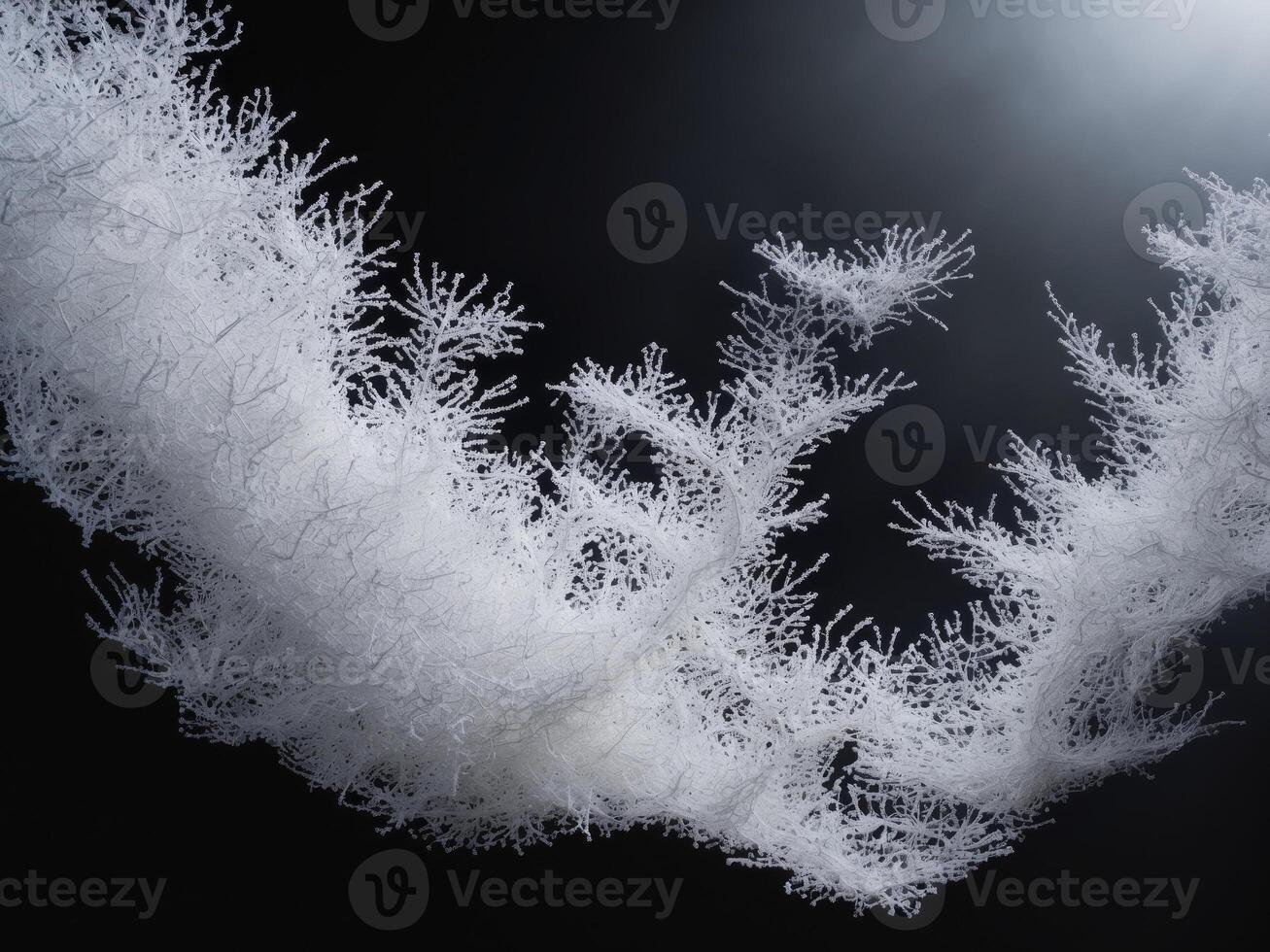 A close up of a white fluffy plant photo