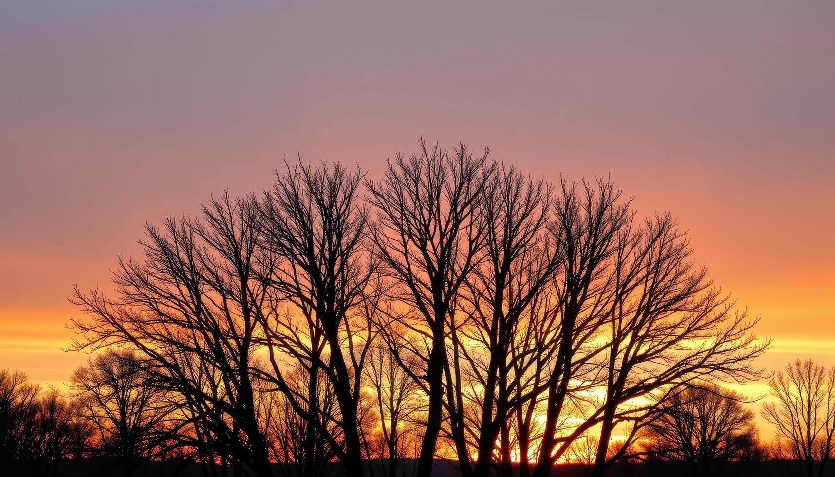 bare trees stand silhouetted against the glowing horizon of an early sunrise. photo