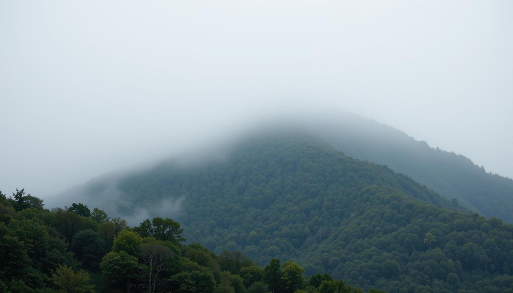a dense fog enveloping a forested hillside, with only the tops of trees visible above the mist. photo