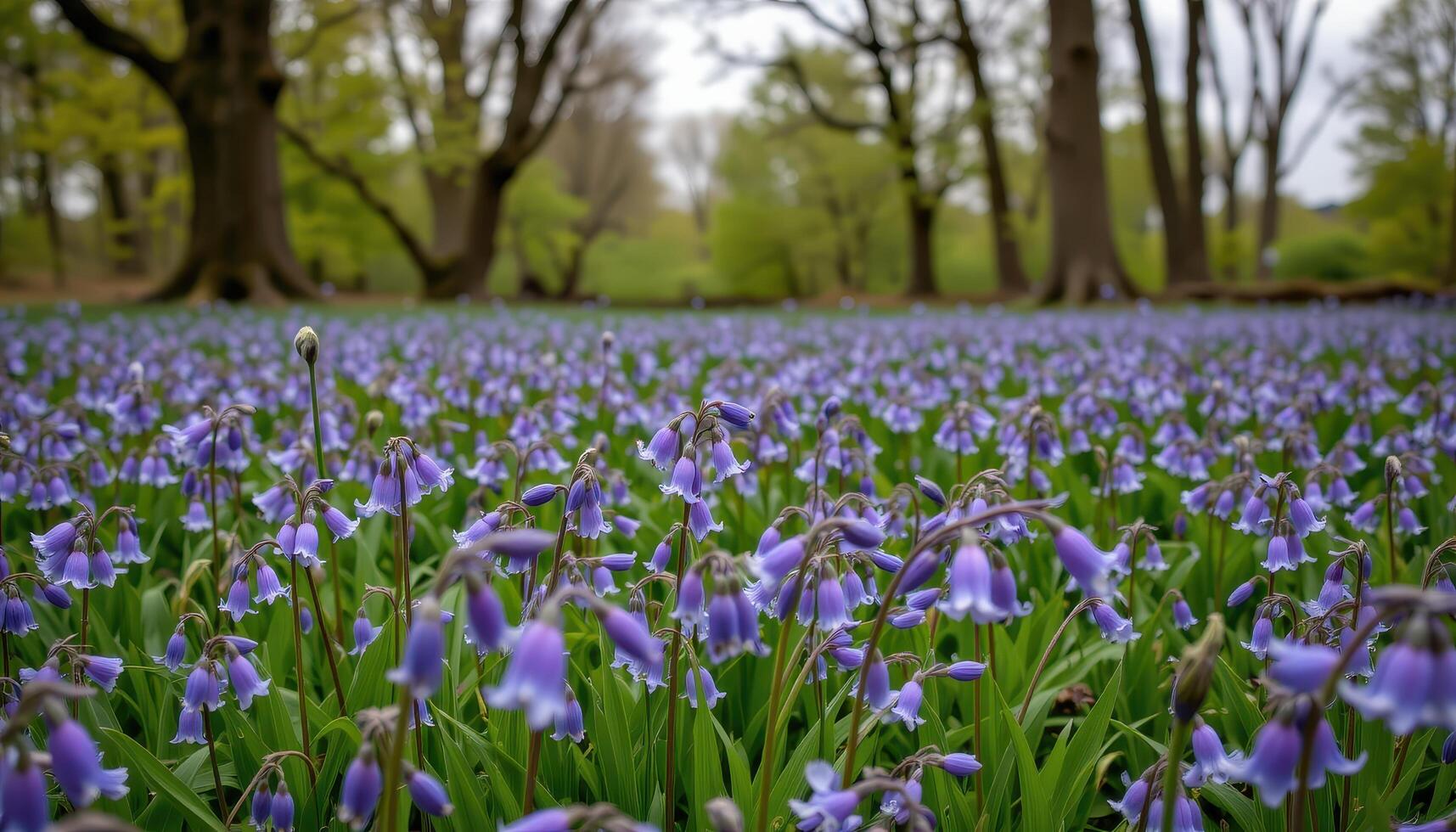 a field of bluebells swaying gently under the soft light of an overcast sky photo