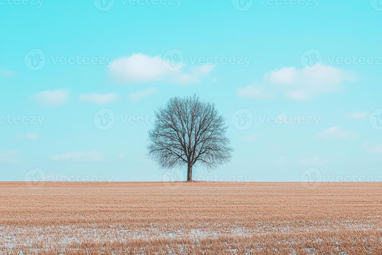 A lone tree stands in a field with a blue sky photo